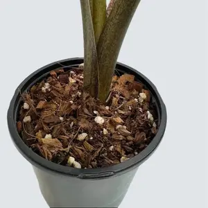 Happy Houseplant Haven's Chunky Monstera & Hoya Potting Mix - Peat-Free Soil Blend for Aroids, Alocasias, Philodendrons