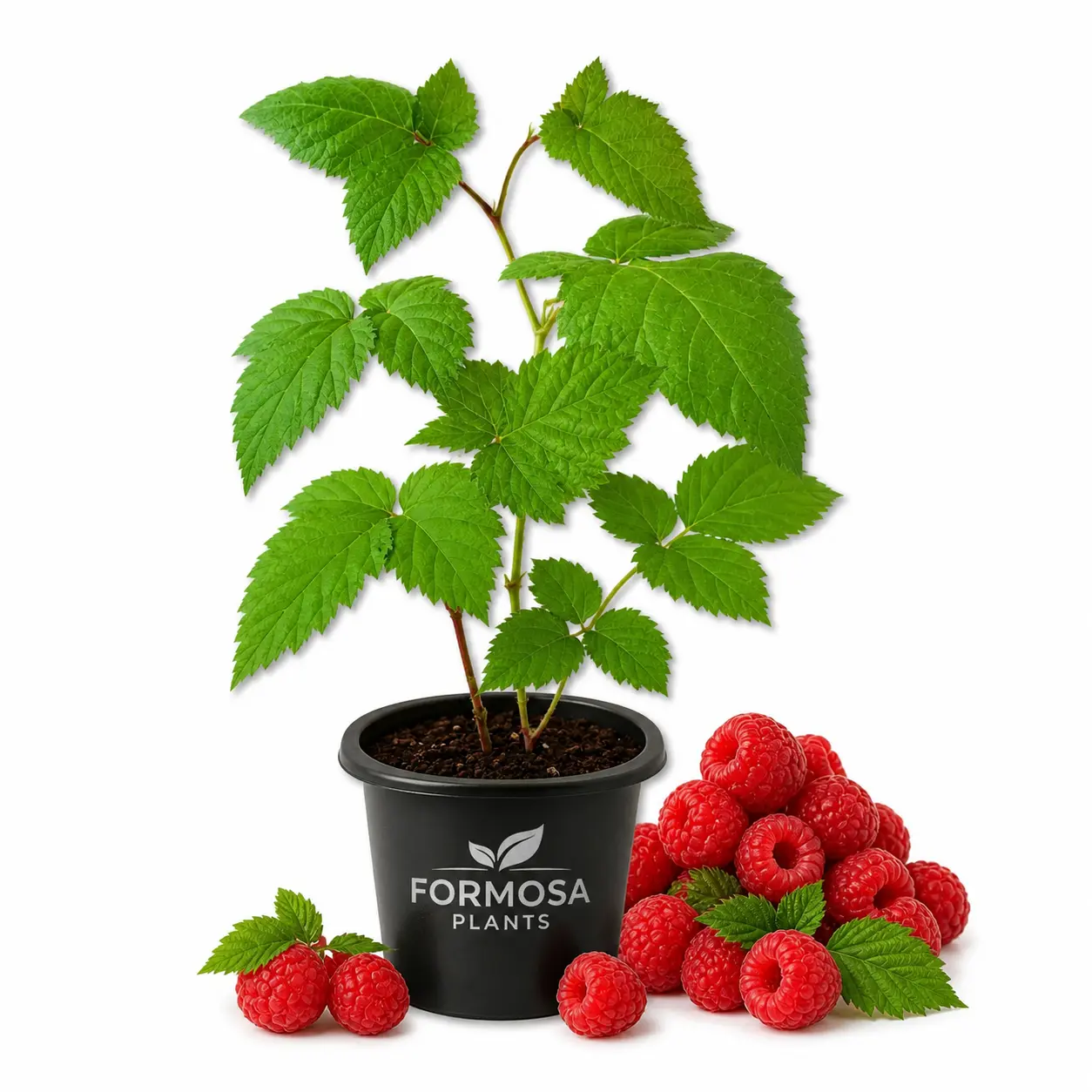 Raspberry Bush - 1 Live Plant in a 2 Inch Pot - Edible Berry Bearing Bramble Shrub, Sweet Fresh Fruit for Garden and Patio - Rubus