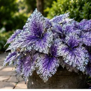 Butterfly Leaf Hosta 800 Seeds, Decorative Perennial Foliage Plant for Shade Gardens, Walkways, Backyard Borders & Landscaping
