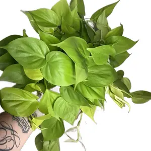 6” Philodendron Lemon