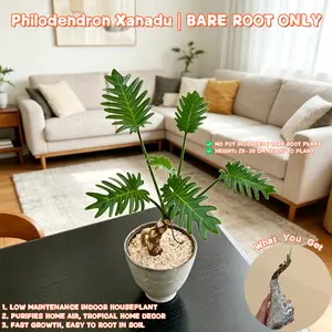 Philodendron Xanadu Bare Root Live Plant - 25-35cm Tall, Easy-to-Grow Indoor Houseplant, No Pot (Ideal for Home & Garden Decor)
