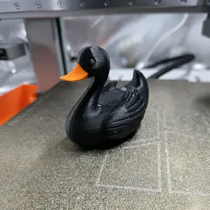 Black swan duck