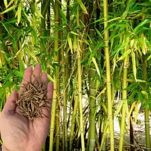 Green River 50 Yellow Bamboo Seeds - Bamboo Plant Seeds, Golden Culms With Tropical Flair, Perennial Flower Seed Pack, Decorative Screen Planting For Balconies, Courtyards, Backyard Pathways, And Exotic Garden Landscapes