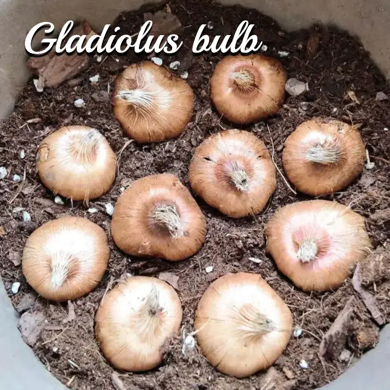 Mixed-Color Gladiolus Bulbs (Corms) - Ornamental Flowers for Outdoor Ground Planting and Indoor Potted Culture