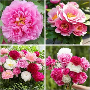 200 Pcs Peony Flower Seeds for Planting Outdoor- Perennial Flowers Seeds-Non-GMO Heirloom Seed Beautiful Flower Seed Garden Home Bonsai