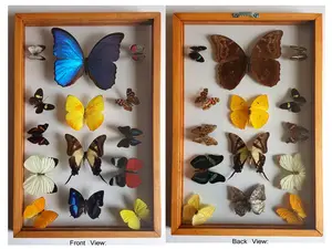 Framed Butterflies Blue Morpho Collection A+ Quality