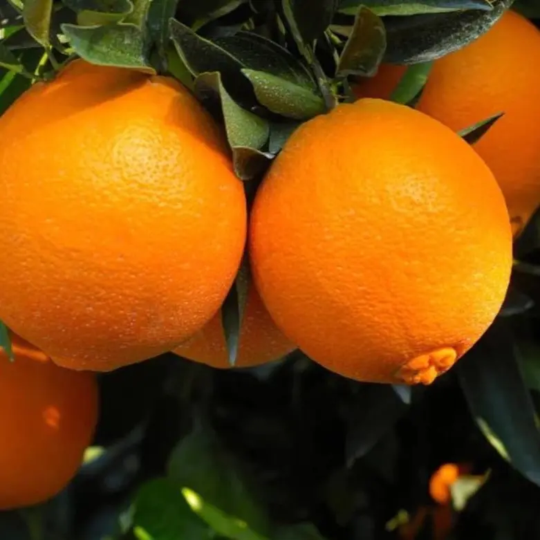 Grafted Navel Orange Tree - 3-4 ft Tall, 3 Gal Potted Live Tree (Shipping Restricted to Florida Due to Agricultural Regulations)
