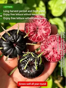 Red Ginseng Fruit Tree Seedling – Chinese Edible Fruit Plant, Home Garden, Easy-to-Grow
