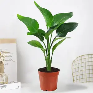 LZ08  Live Stream Exclusive Link  4" Bird of Paradise Live House Plant, Strelitzia Reginea Tropical Green Plant with Broad Leaves for Indoor Home Décor and Office Spaces