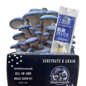 Blue Oyster Grow at Home Mushroom Kit