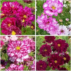 2000+ Perennial Cosmos Double Click Mixed Cosmos Seeds for Planting Outdoor-Cupcake Cosmos Seeds Flower Seeds Non-GMO