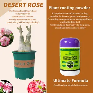 3-Year-Old Grafted Desert Rose Bonsai Seedling Kit with Rooting Powder 90% Survival Rate Multi-Color No Root Rot Propagation for Enthusiasts