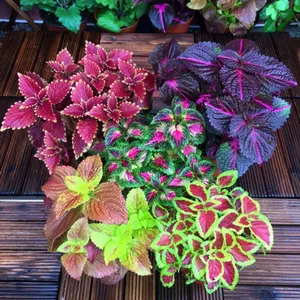 100pcs Colorful Leaf Grass Heirloom Seeds - Perfect for All-season Balcony and Garden Planting