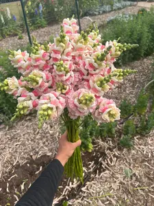 Snapdragon Potomac appleblossom seeds
