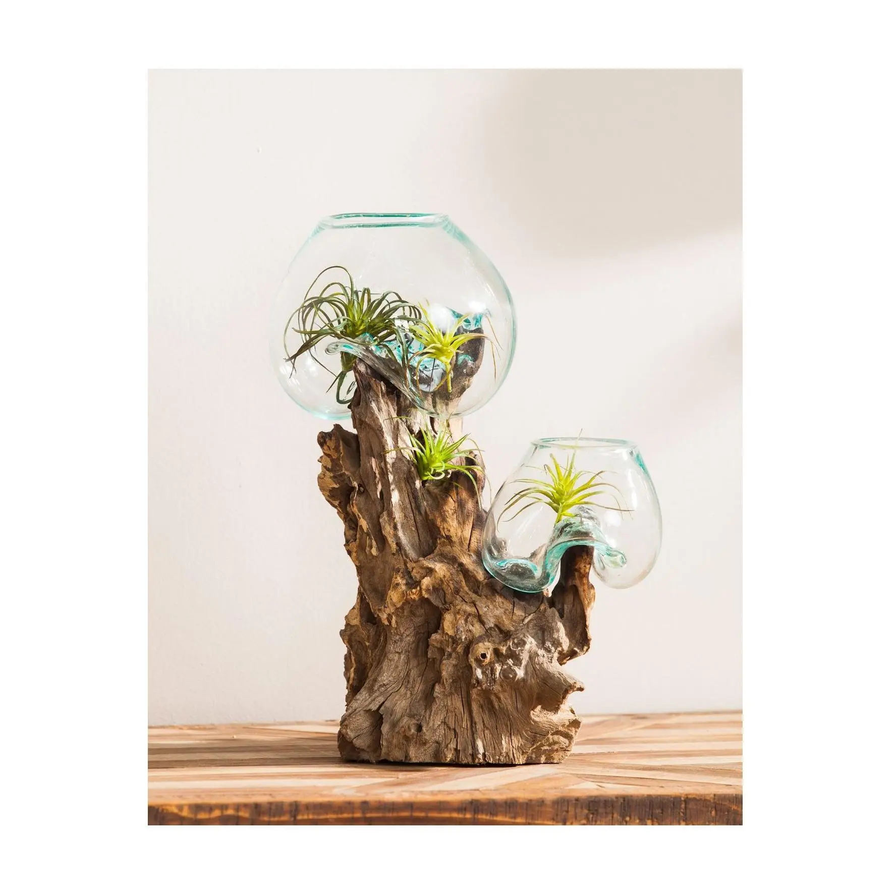 Evergreen Double Glass Planter on Driftwood Evergreen Double Glass Planter on Driftwood