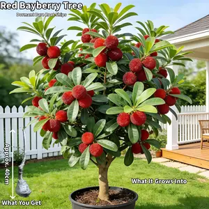 Red Bayberry Tree Myrica rubra Sweet-Tart Superfruit Yumberry Dormant Bare Root for Home Garden USDA Zones 8-11 Evergreen Fruit Tree 1 Pack Summervibes