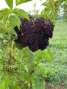 Elderberry - Sambucus canadensis- qt. pot