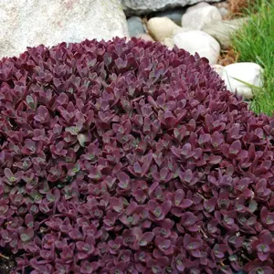 SunSparkler® Firecracker Stonecrop Sedum