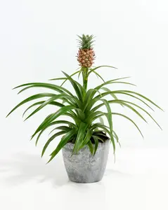 Pineapple Plant