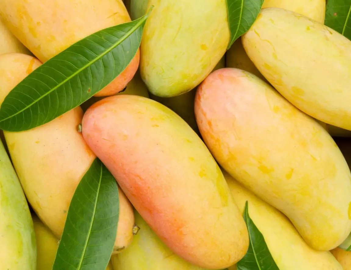 Mango Tree, Maha Chanok Mango Grafted Tree 2-3 Ft Tall in 3 Gal, Mahachanok Sweet Mango Plant, Mango Live Tree, Fruit Tropical Live Tree For Planting