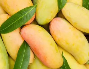 Mango Tree, Maha Chanok Mango Grafted Tree 2-3 Ft Tall in 3 Gal, Mahachanok Sweet Mango Plant, Mango Live Tree, Fruit Tropical Live Tree For Planting