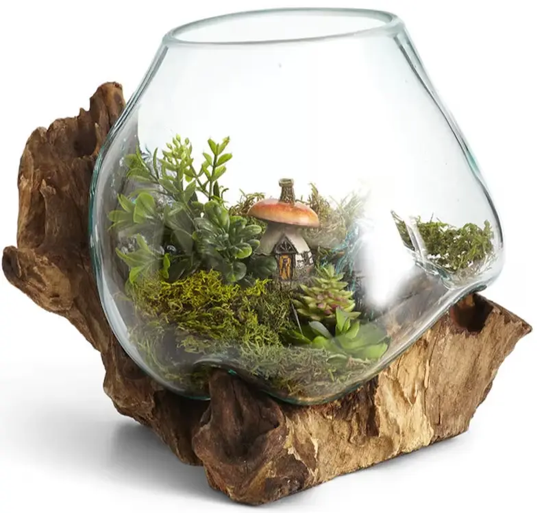 Hand-Blown Glass and Teak Wood Terrarium, Unique Medium, Sized Terrarium Container for Betta Fish, Plants, and Sculptural Display, Sculpture