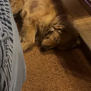 Rinseroo Slip-On Bathtub Faucet Sprayer Attachment Ultra-Flex 10" Nylon Strap Included for Easy Installation & 90-Day Warranty - Bathroom Essentials Accessories Bathroom Fixtures