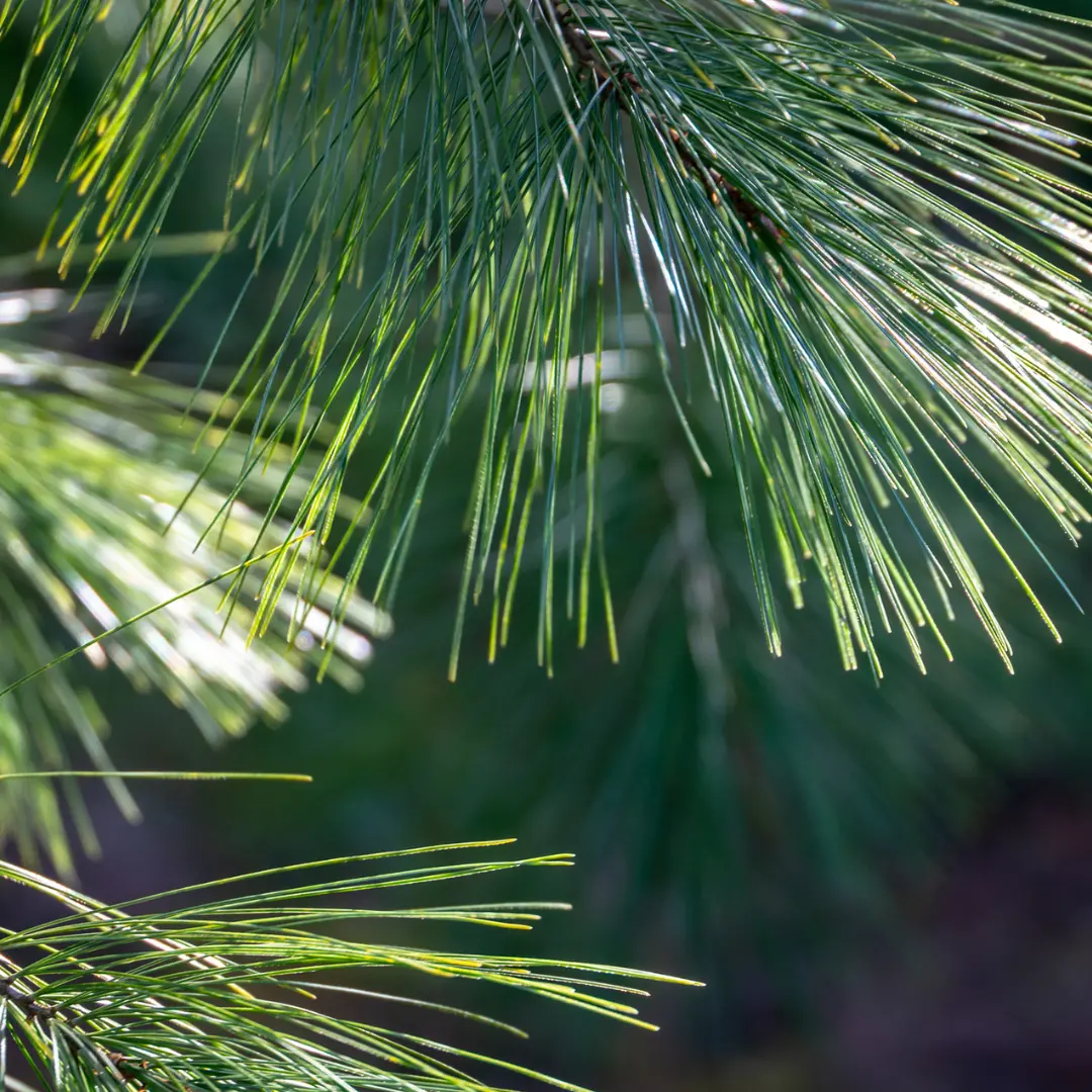 Eastern White Pine Tree Seeds-(Pinus strobus)