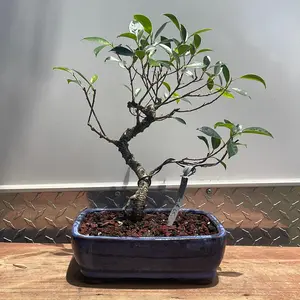 Ficus retusa tiger bark