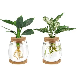 Propagation Jars  Terrarium Glass Vase with Wooden Saucer and Cork Planter Station for Growing Hydroponic  Indoor Table Centerpirce Home Office Decor, Set of 2