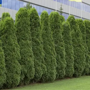 50 American Arborvitae Tree Seeds | Giant Thuja Tree, Thuja occidentalis | Privacy or Landscaping Tree