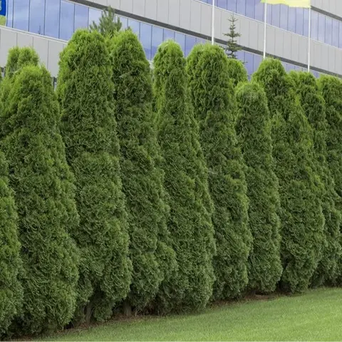 CZ GRAIN 50 Natural Thuja Occidentalis Seeds - Beginner-Friendly American Arborvitae Evergreen Privacy Tree Seeds for DIY Bonsai Trees Growing, Anniversaries Gifts for Parents, Children Outdoor Landscaping Decor
