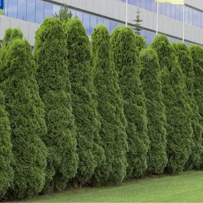 CZ GRAIN 50 Natural Thuja Occidentalis Seeds - Beginner-Friendly American Arborvitae Evergreen Privacy Tree Seeds for DIY Bonsai Trees Growing, Anniversaries Gifts for Parents, Children Outdoor Landscaping Decor