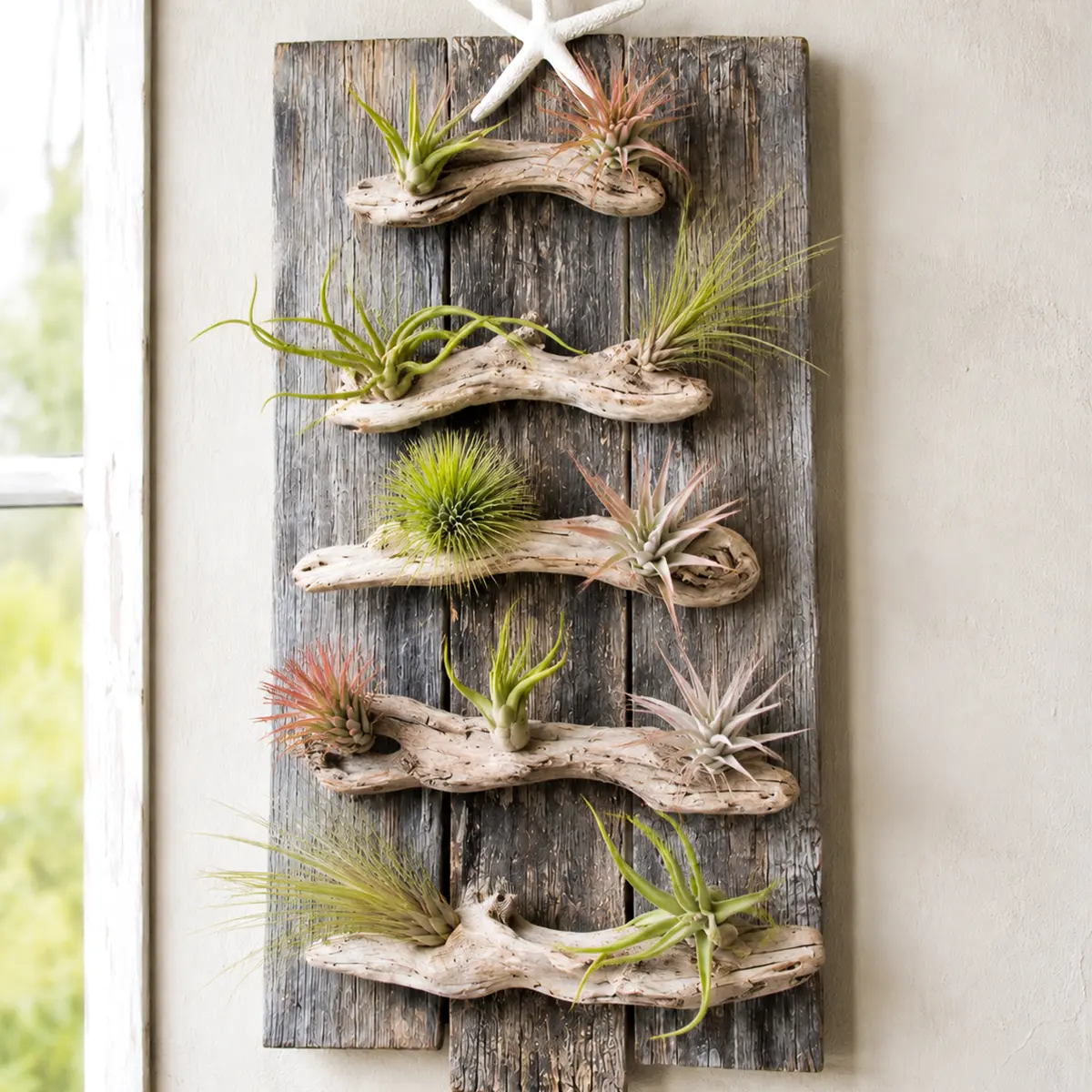 10-Pack Small Air Plant Variety Pack