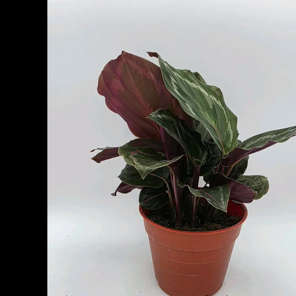 Calathea Medallion 6"