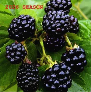 100 Jumbo Thornless Blackberry Seeds 2026 Harvest Juicy Sweet Healthy Fruit Mini Garden for Outdoor Plants Easy Care Low Maintenance Edible & Nutritious