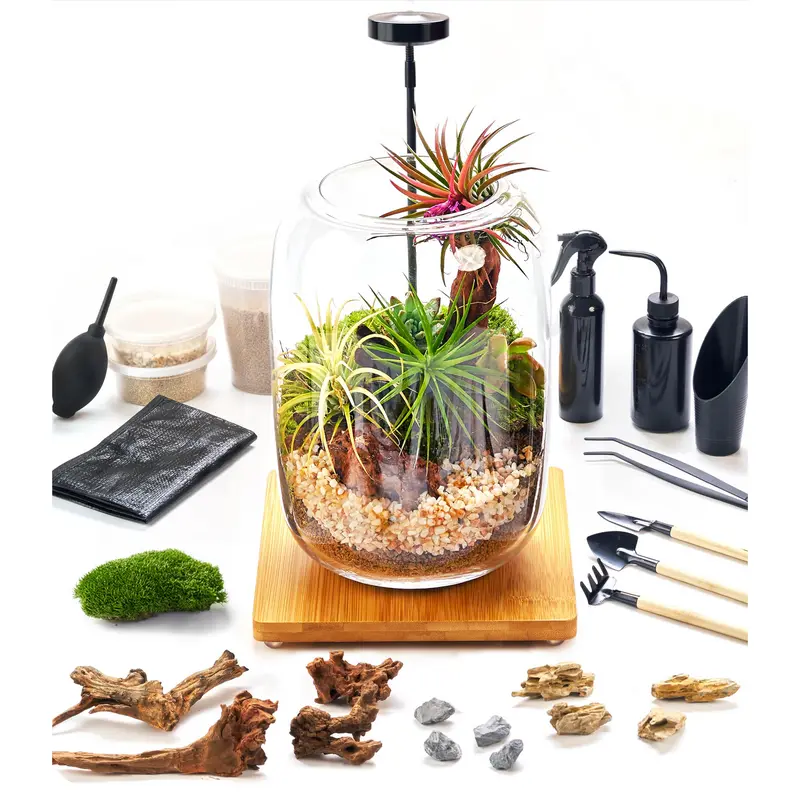 calathea in terrarium - TikTok Shop