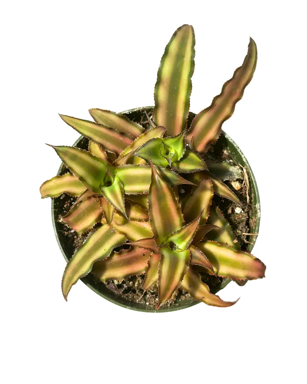 4" Cryptanthus – Cryptanthus Bivittatus – Earth Star – Live Plant