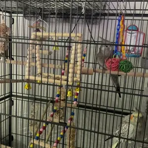 Clear Bird Bath, 1 Count Parrot Bathroom, Bird Feeder & Bath, Pet Bird Supplies, Bird Cage Accessories, Grooming Supplies for Birds