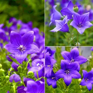 1000 Seed Balloon Flower Platycodon grandiflorus Bonsai Blue Flower