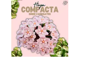 Hoya compacta inner variegated ‘Mauna Loa’ *Grower's Choice*