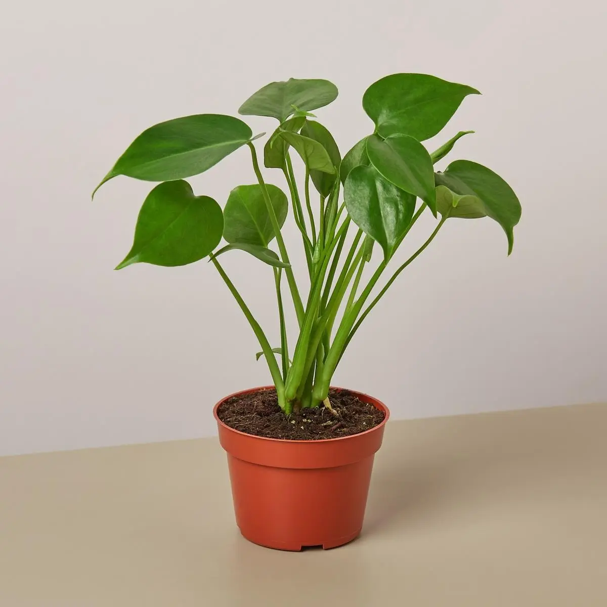 212 MAIN Live Monstera Deliciosa Houseplant - 4 in. Pot Easy-Care Variety with Heart-Shaped Split Leaves, Vibrant Tropical Plant for Indoor Enthusiasts, Live Indoor Plant Decor, Houseplants, Live Indoor Plants