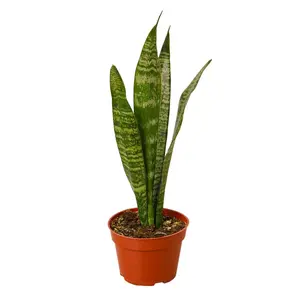 212 MAIN Easy-Care Snake Zeylanica House Plant in 4 in. Pot