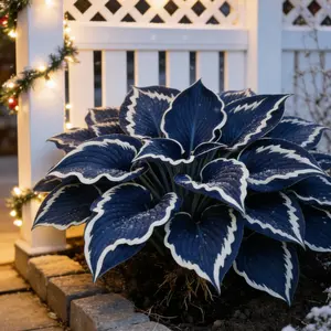 Hosta Seeds - Non-GMO Perennial Shade Plant  and  Care Instructions - Ideal for Borders & Containers - Low-Maintenance Foliage Plant
