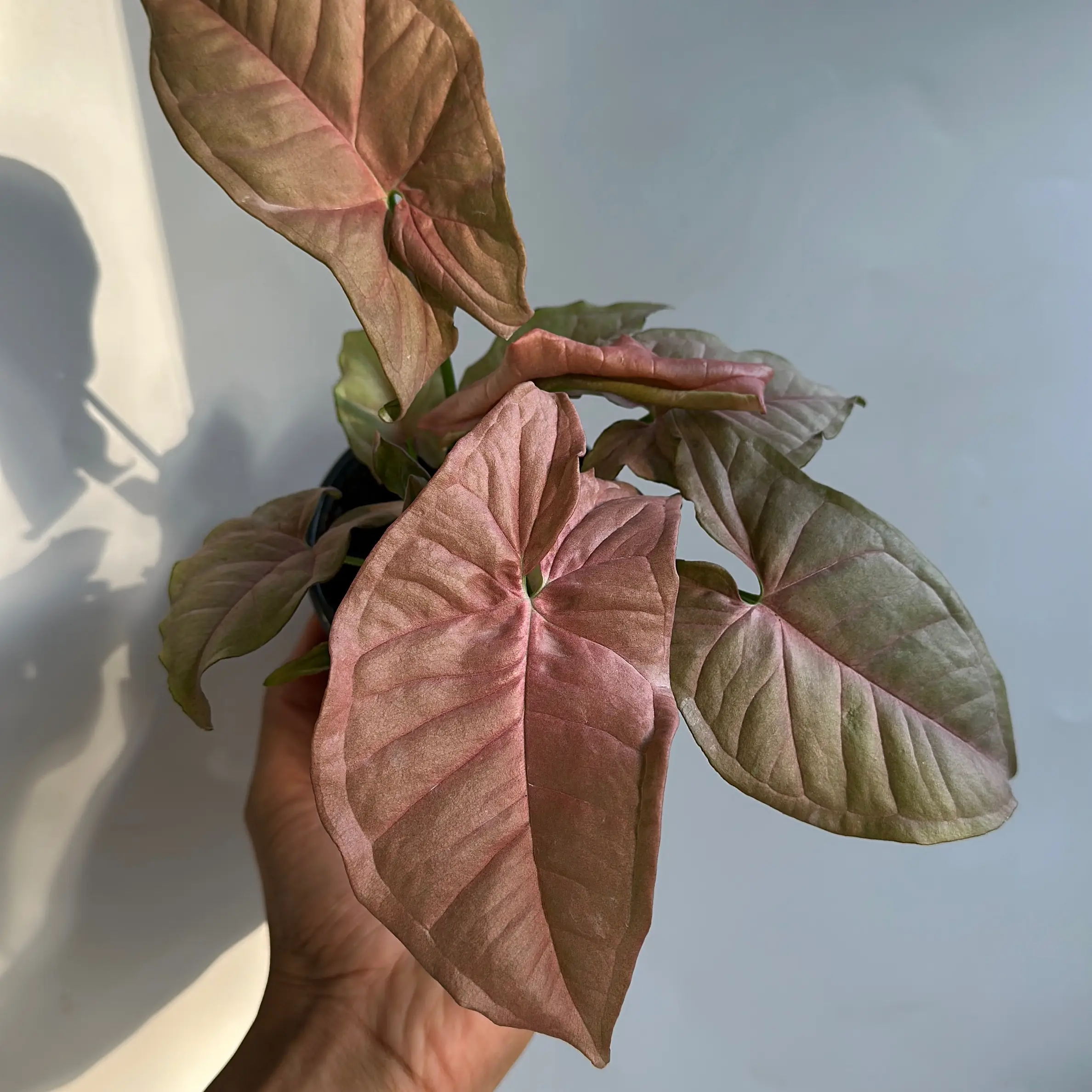 Syngonium Neon pink 4" pot House Plant - Unique Leaves - Beginner-Friendly - Indoor Home Decoration