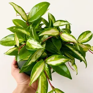 4" Hoya Carnosa Krimson Princess – Indoor Live Plant, Soft Green, Pink & Cream Leaves, Waxy, Beginner Friendly, Pet Friendly, Rare Flowering Plant