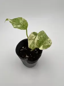 Monstera Legacy Variegata Live Plant 2 Inch Pot Rare Variegated Monstera Indoor Plant