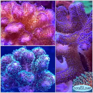 coralSLover Custom Aquarium Coral Pocillopora-Inspired Decor Set - Reef Tank Display | Choose Your Own Eco Pieces | Eco Safe & 100% Eco Friendly