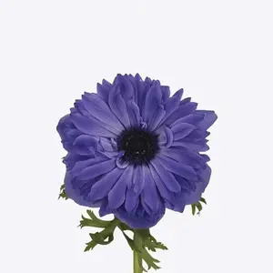 Anemone Fullstar Deep Blue - 50 Stem Bunch