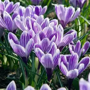 Giant Crocus BULBS, Striped Beauty, BLOOM early spring